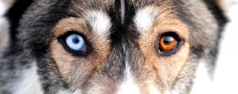 Dog's Eyes - photo - Russell Cheyne