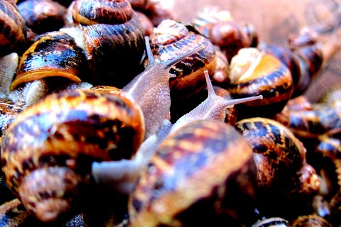 207 - At a snail's pace in Sicily - photo - Rob Vandermark