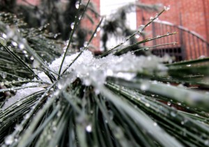 Maybe the final snow of the year - photo - Rob Vandermark