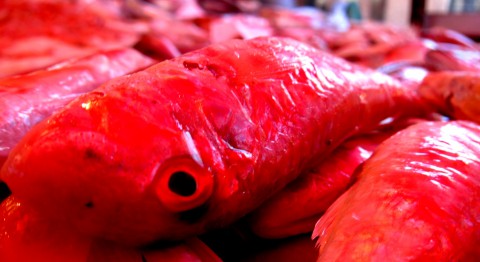 Saturated fish in Sicily - photo - Rob Vandermark