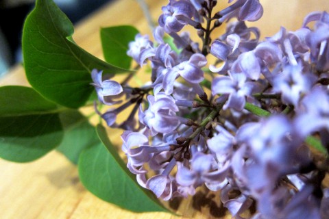 Smell of Spring - photo - Rob Vandermark