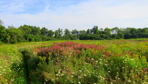 Honey One Hundred Field of Color