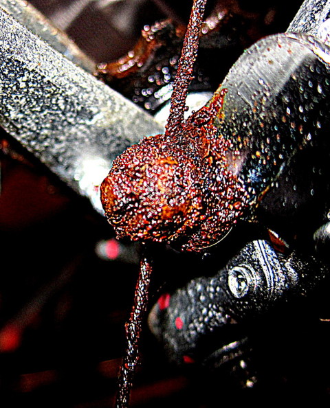 Rusted Nut - photo - Rob Vandermark