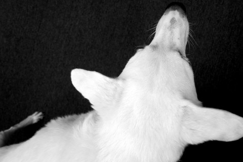 Eddie the dog turning around